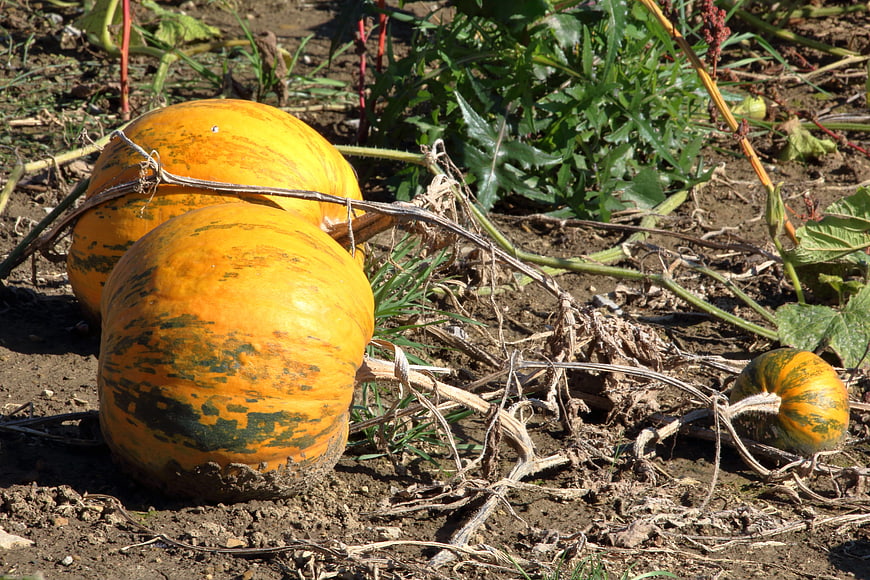 Freshly harvested yellow pumpkins in a garden field
