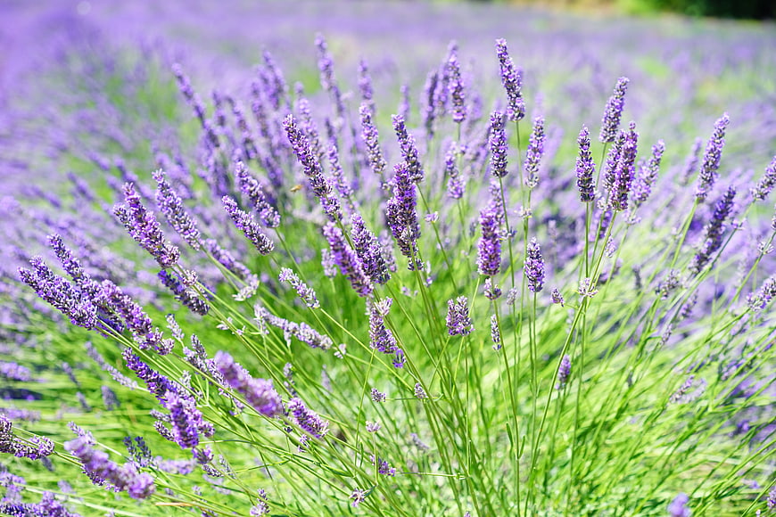 Vibrant Lavender Field Close-Up with Green Stems