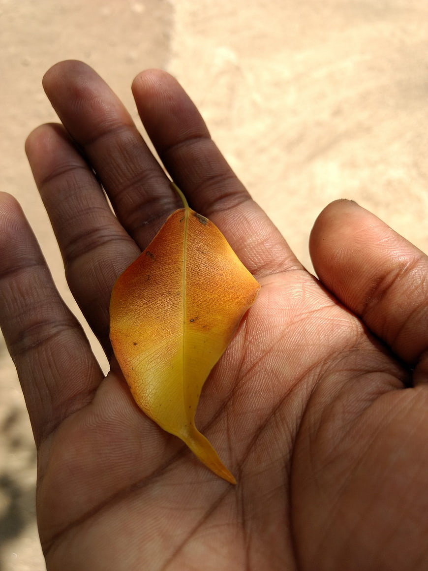 Yellow Autumn Leaf Held in Open Palm