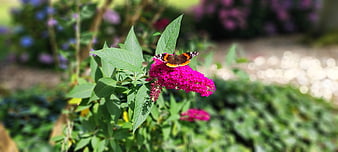 Red Admiral Butterfly on Vibrant Pink Butterfly Bush