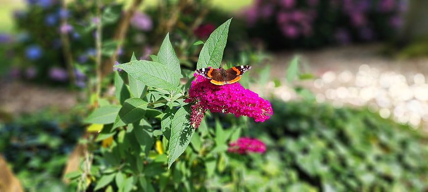 Red Admiral Butterfly on Vibrant Pink Butterfly Bush