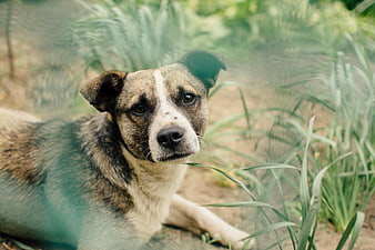 Brindle and White Dog Lying in Garden Grass