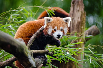 Cute Red Panda Climbing Tree Branch in Forest
