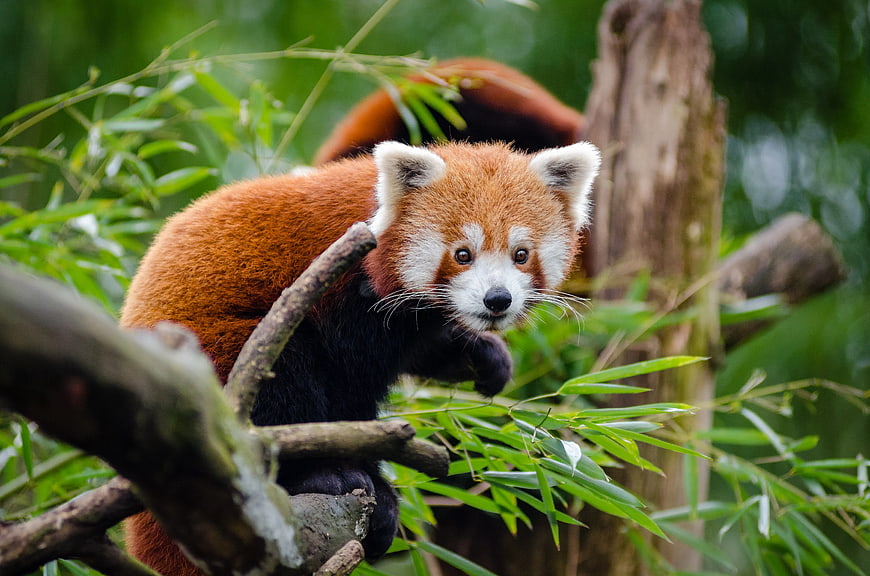 Cute Red Panda Climbing Tree Branch in Forest