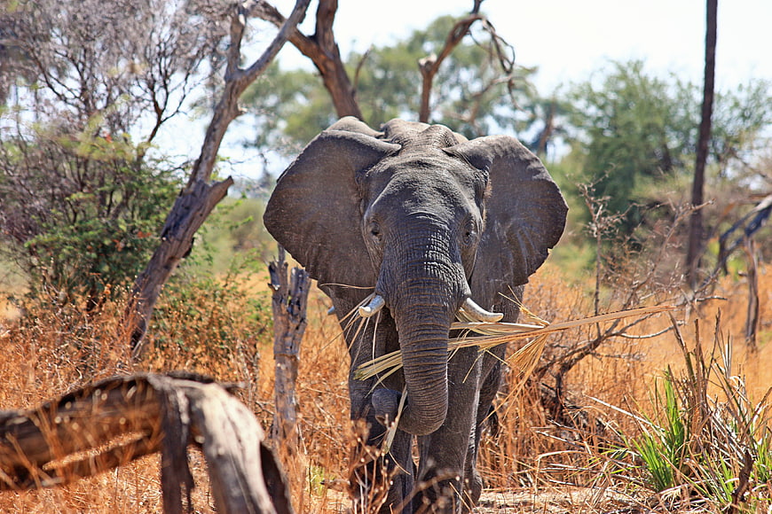 African Bush Elephant Walking Through Dry Grassland