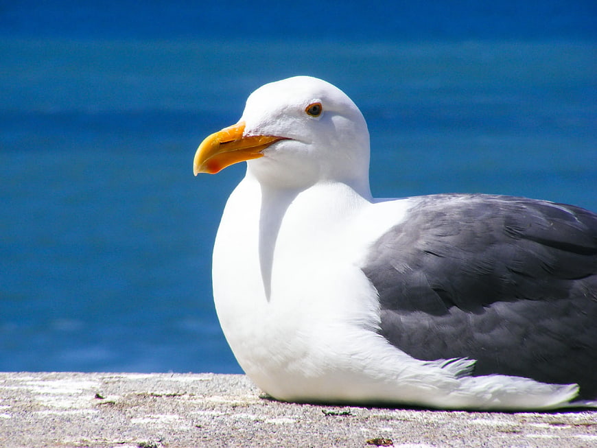 Seagull resting on concrete ledge with blue ocean background