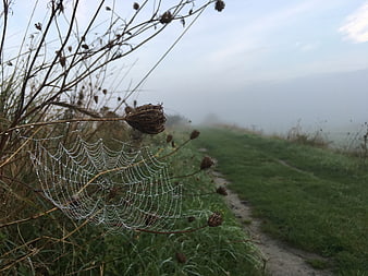 Dew-covered spider web in foggy autumn meadow