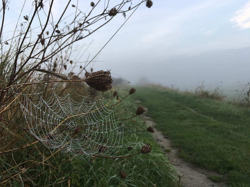 Dew-covered spider web in foggy autumn meadow