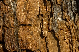 Close-up of textured weathered wood grain background