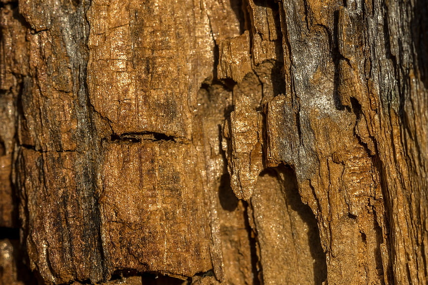 Close-up of textured weathered wood grain background