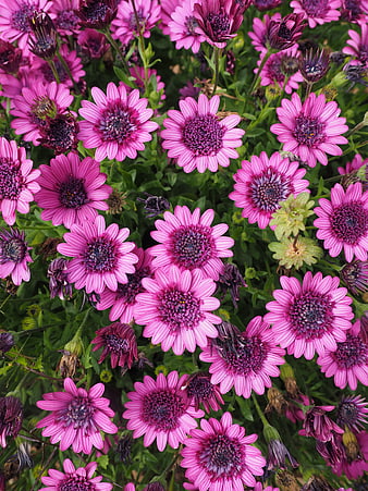 Vibrant Pink Osteospermum Flowers in Full Bloom