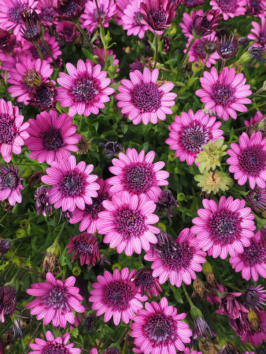 Vibrant Pink Osteospermum Flowers in Full Bloom