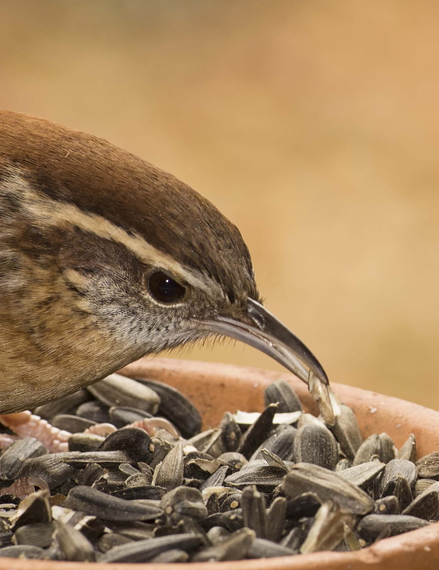 Close-up of Carolina Wren Eating Sunflower Seeds