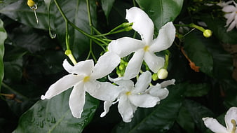 White Star Jasmine Flowers with Raindrops on Green Leaves