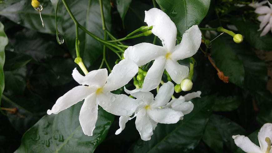 White Star Jasmine Flowers with Raindrops on Green Leaves