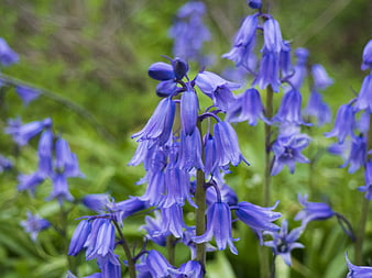Close-up of Bluebell Flowers in a Green Forest