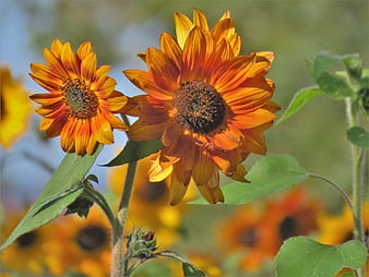 Vibrant Rust Orange Sunflowers in Summer Garden