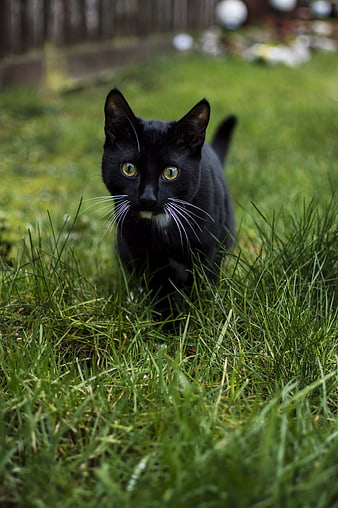 Black Cat Walking Through Green Grass In A Garden