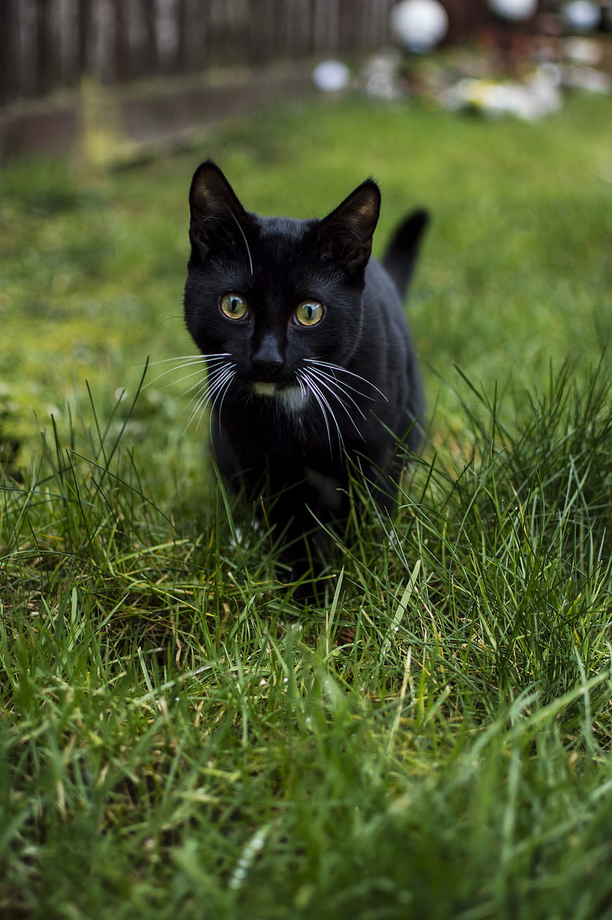 Black Cat Walking Through Green Grass In A Garden