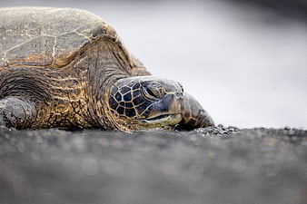 Close-up of a Sea Turtle on Black Sand Beach