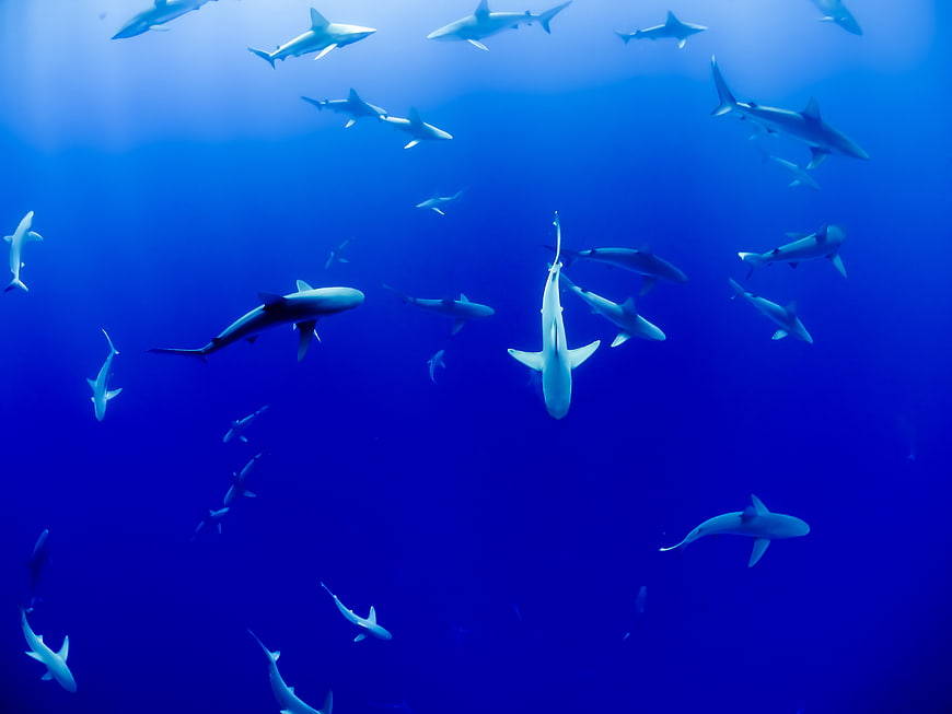 School of sharks swimming in deep blue ocean water