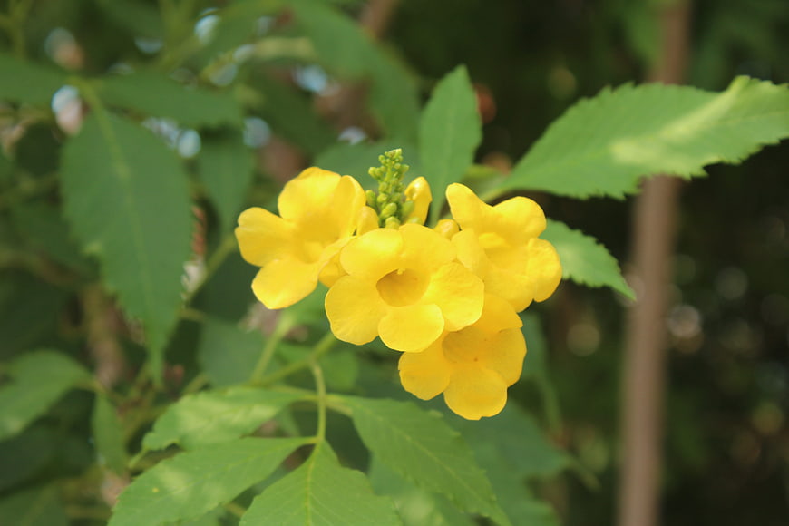 Close-up of vibrant yellow trumpet flowers on green bush