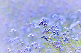 Dreamy Blue Forget-Me-Not Flowers In A Soft Spring Meadow