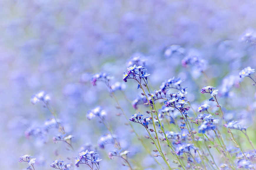 Dreamy Blue Forget-Me-Not Flowers In A Soft Spring Meadow