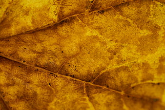 Close-up texture of a dry yellow autumn leaf with veins