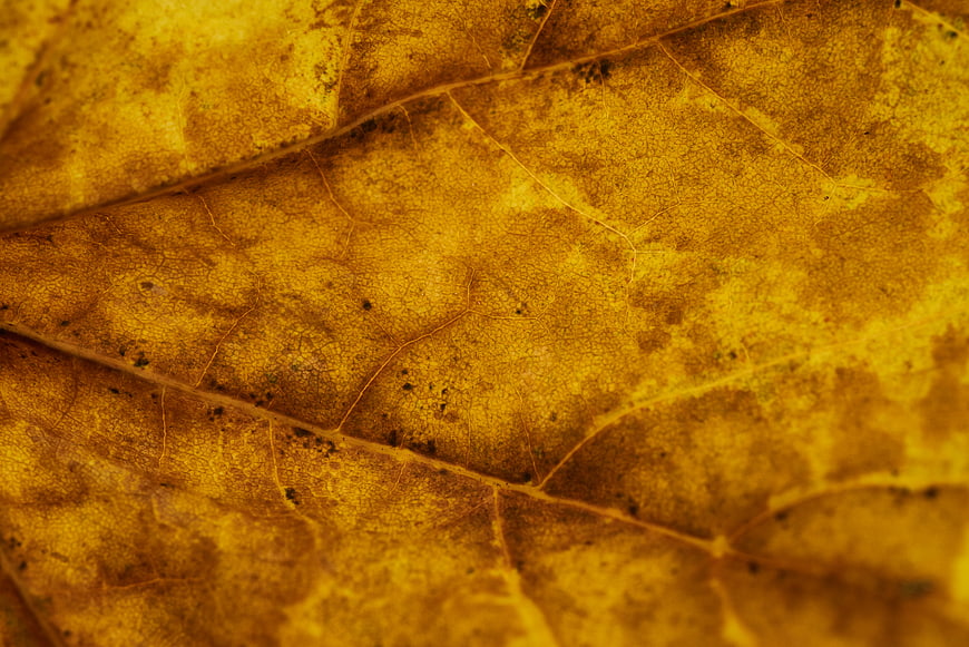 Close-up texture of a dry yellow autumn leaf with veins