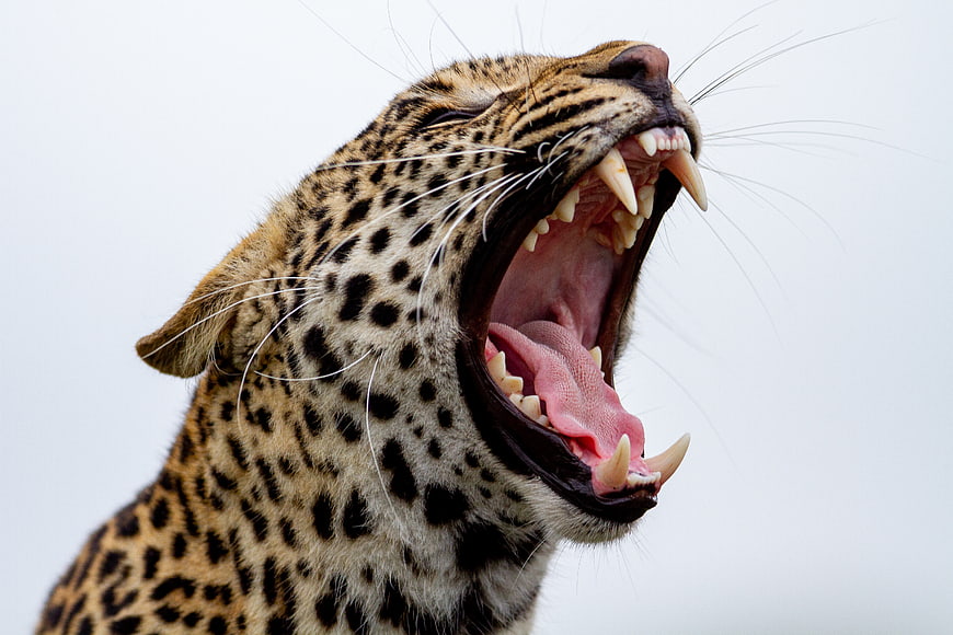 Close-up of a roaring leopard with sharp teeth and open mouth