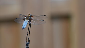 Blue Dragonfly Perched on Twig with Blurred Background