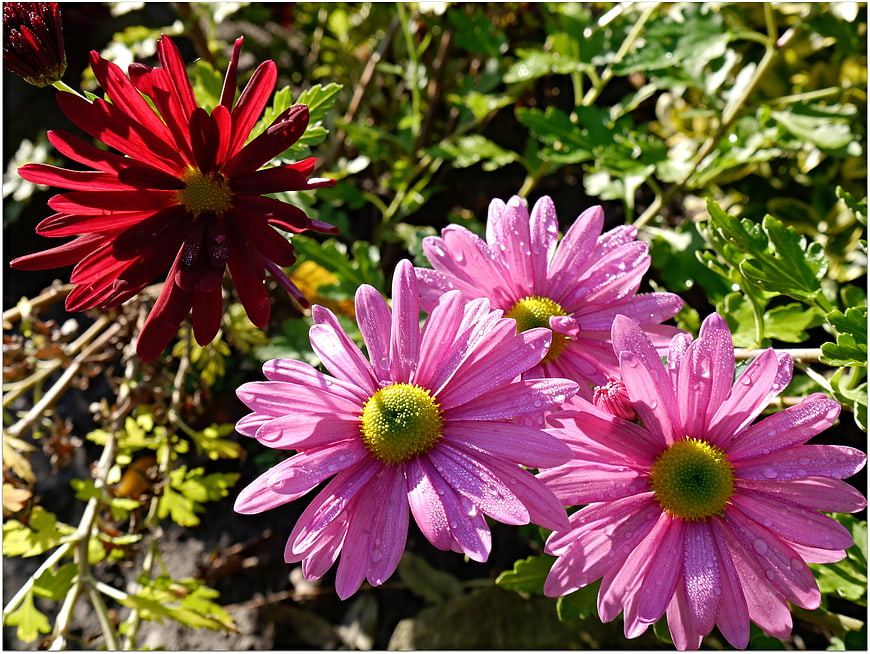 Vibrant Pink and Red Chrysanthemums with Water Droplets
