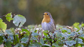 European Robin perched in green foliage