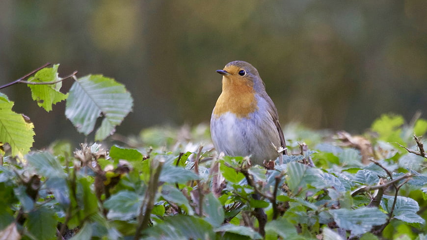 European Robin perched in green foliage