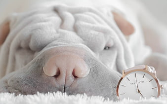 Sleepy Shar Pei Puppy with Rose Gold Watch
