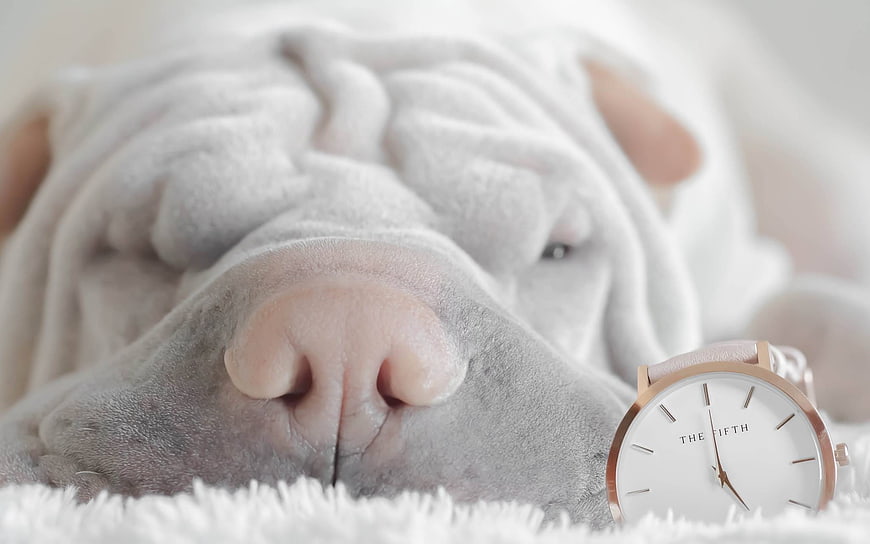 Sleepy Shar Pei Puppy with Rose Gold Watch
