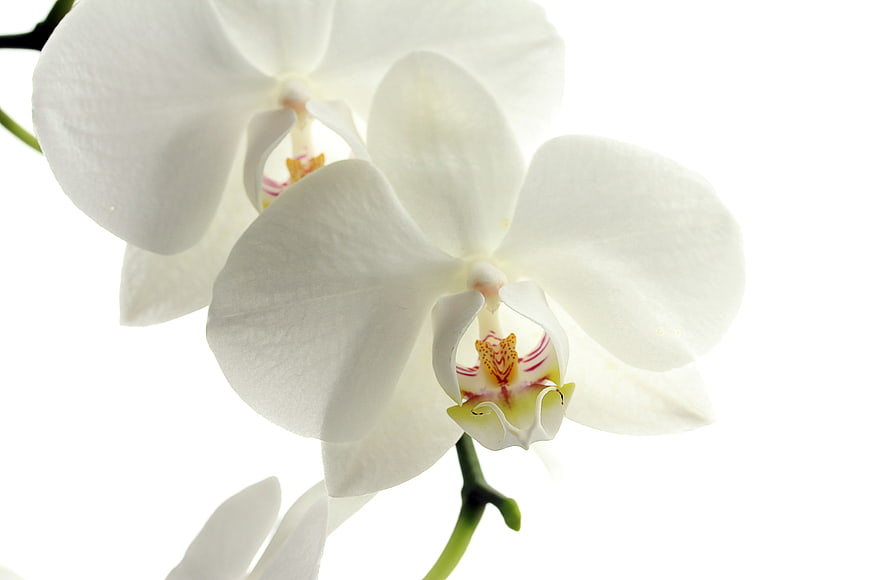 Close-up of white orchid flowers on white background