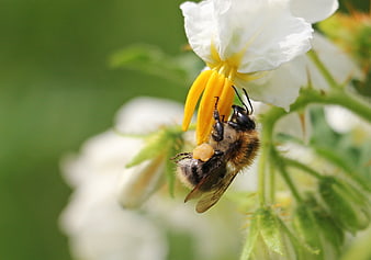 Bumblebee Pollinating White Potato Blossom