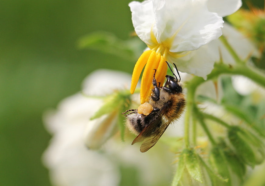 Bumblebee Pollinating White Potato Blossom