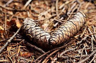 Two pine cones on forest floor with pine needles
