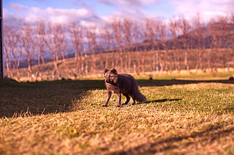 Arctic Fox Walking in Golden Grass Field