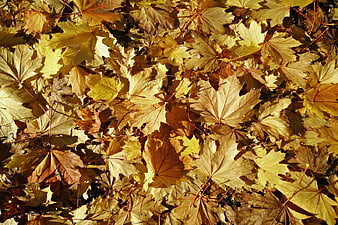 Golden Autumn Maple Leaves Background