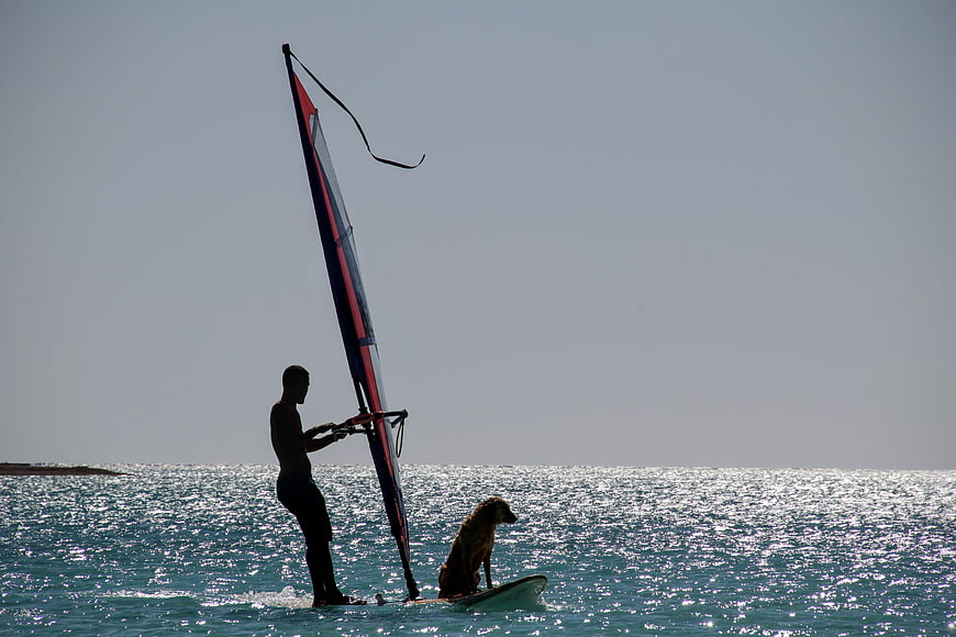 Man windsurfing with dog on board in ocean