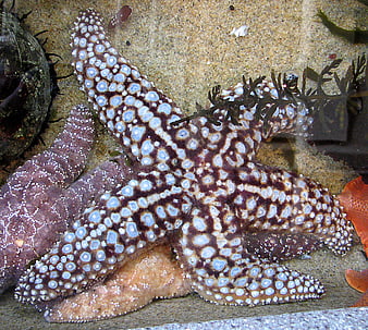 Close-up of colorful starfish on sandy ocean floor