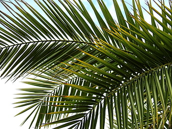 Close-up of green palm leaves against a bright sky