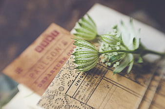 Vintage Nigella Flower on Old Paper and Ticket