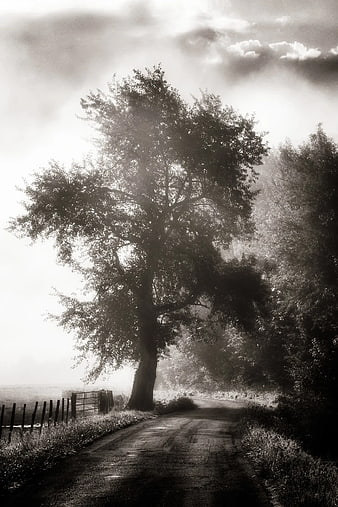 Misty Black and White Country Road with Large Tree