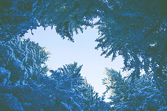 Snowy Pine Trees Looking Up at Blue Winter Sky