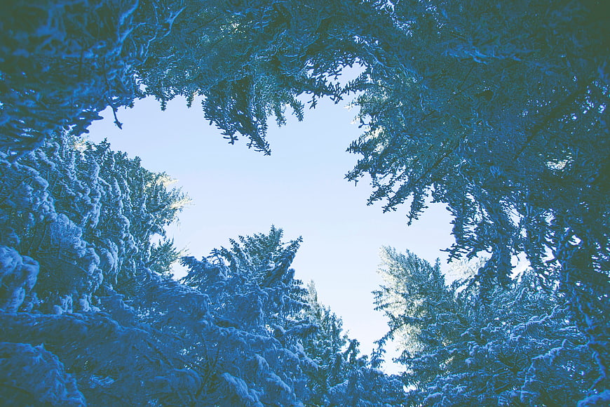 Snowy Pine Trees Looking Up at Blue Winter Sky